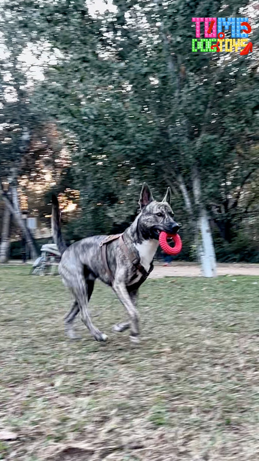 Tips to Ease Stress in Newly Adopted Dogs