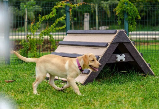 The Importance of Daily Playtime for Your Pup: Why One Hour a Day Matters