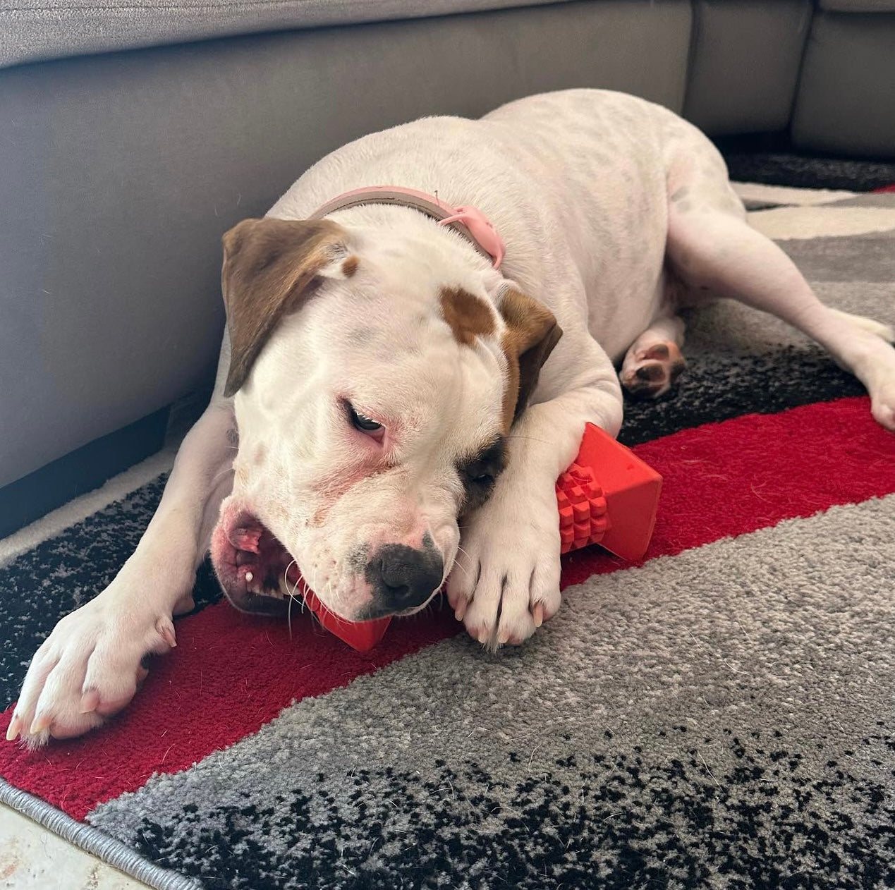 dog chew toy designed for dogs with strong jaws and high energy