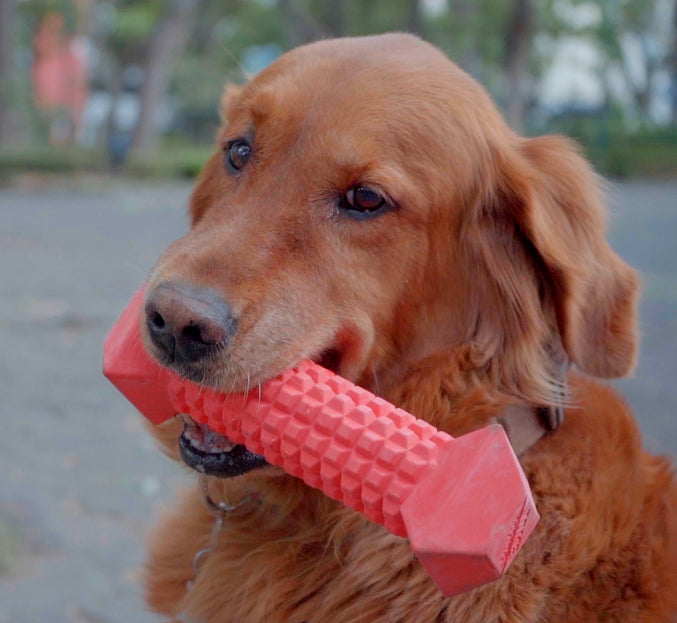 Rubber dog chew toy designed for dogs