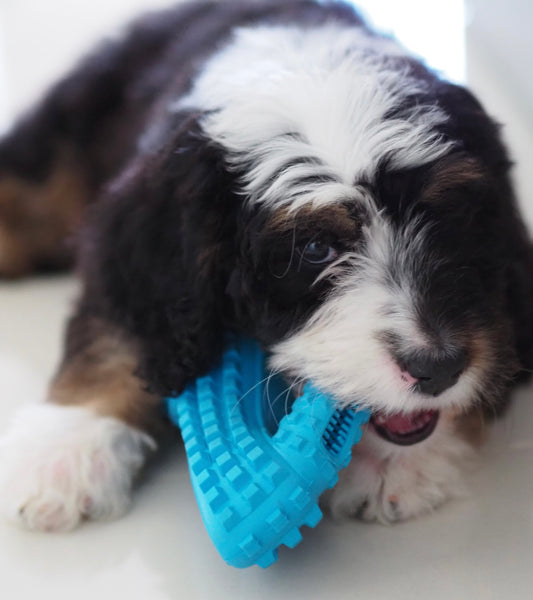 Say Goodbye to Dog Anxiety with These 5 Toy Solutions