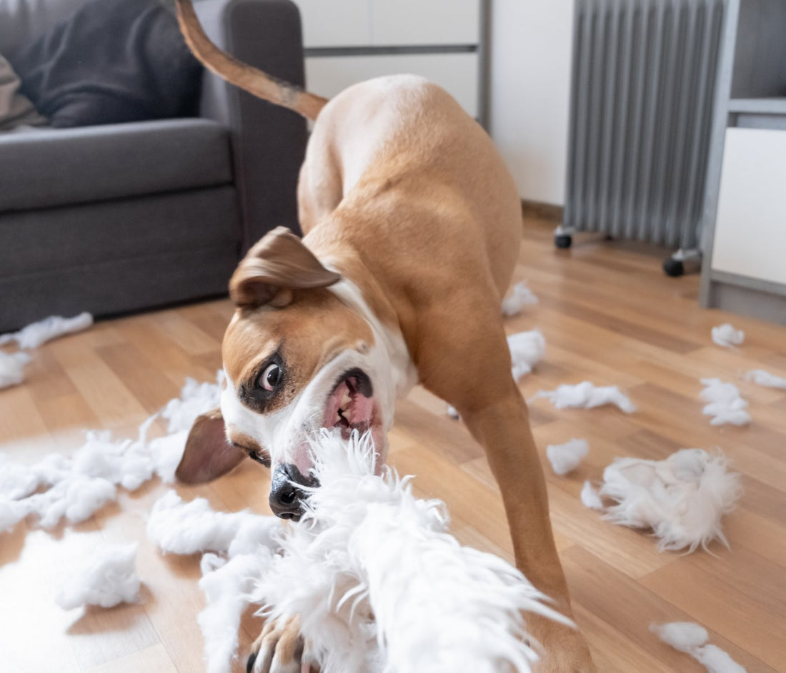 Reasons Why your Dog destroys objects in the House