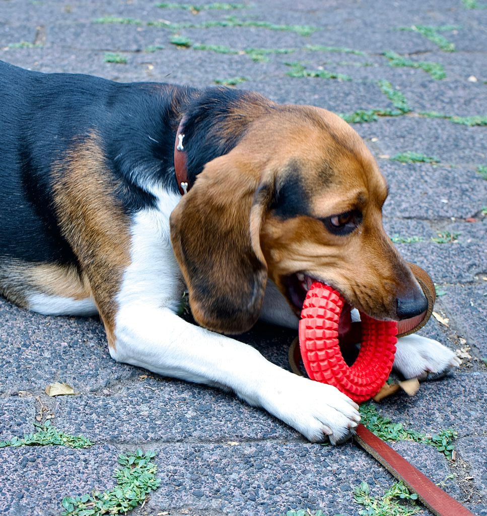 SUPER RING - Indestructible, Solid Chew Toy